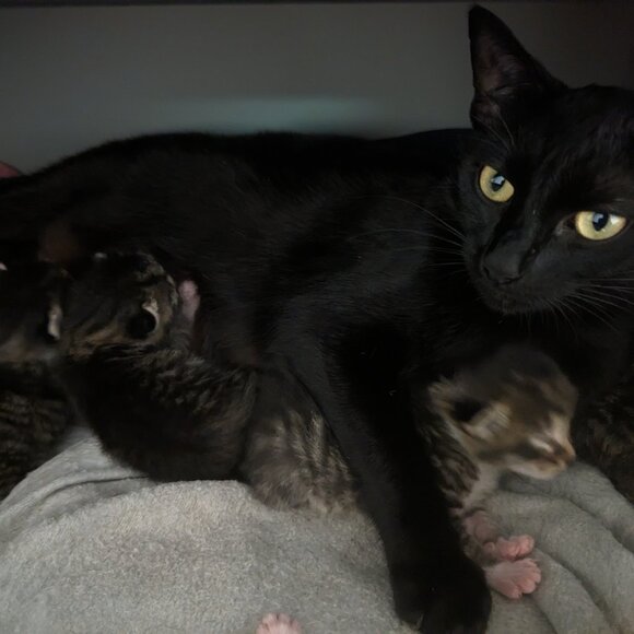 Meet your Posher, Ashley - Picture 1 of 1